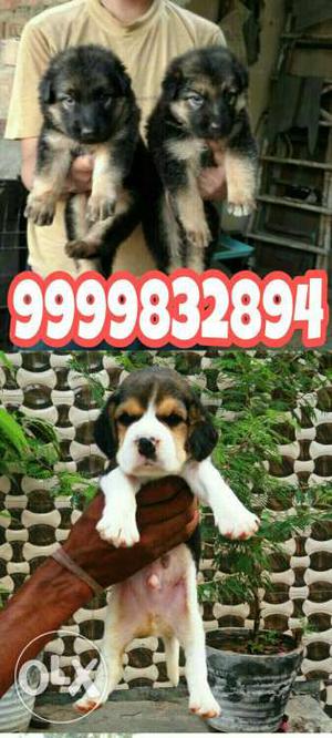 Tip Top Heavy Size Beagle// German shphrd & PUG Pups