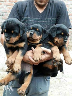 Tk kennel so quality puppy Rottweiler puppy s for