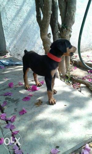 Top quality dobar female..3 month