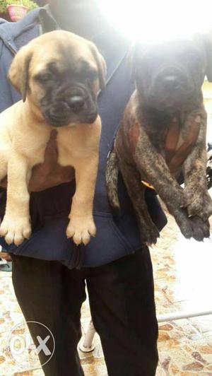 Top quality great Dane puppies available wt us
