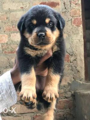Top quality healthy rottweiler puppy available at