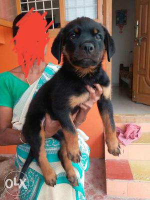 Top show quality Rottweiler puppies available