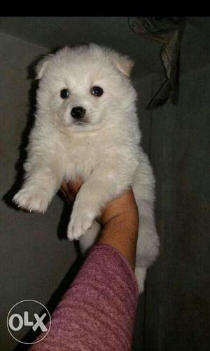 Toy pom pupps avlble only for qlty lover Male