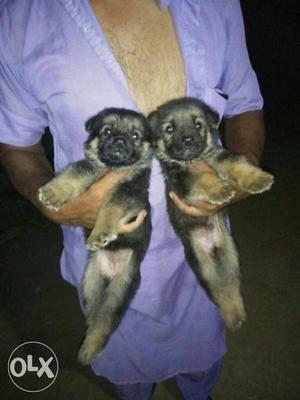 Two Beige-and-black Coated Puppies double coat gsd pups