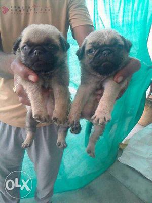 Two Gray Fawn Pug Puppies top qulity o