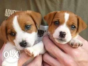 Two White And Brown jack russell Terrier Puppies