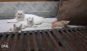 Two White And One Orange Kittens 16k each