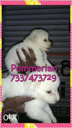 Two White Pommerian Puppies