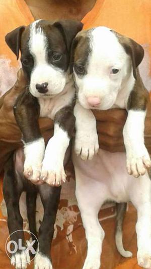Two White-and-black American Pit Bull Terrier Puppies