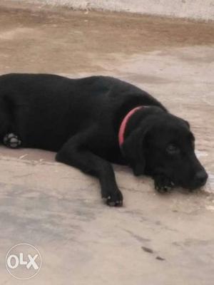 Urgently sale black Labrador female good quality 11month old