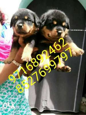 Very best varity of Rottweiler puppies and all
