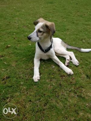 White And Brown Canaan dog for matting