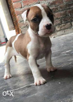 White And Tan American Pit Bull hot blood female pups