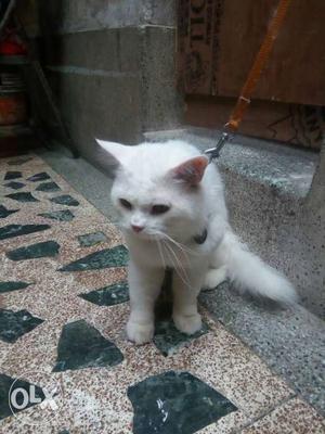 White Cat In Ajmer