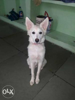 White Dog In Hyderabad