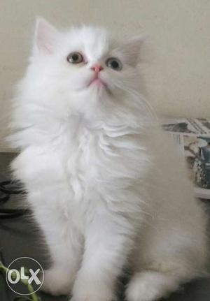 White Persian Kittens 2.5 months old (petshops