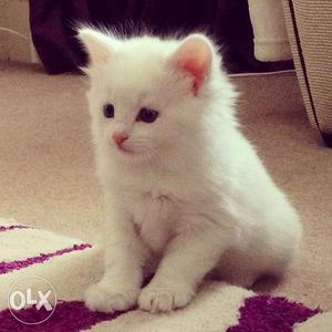 White Persian Kittens