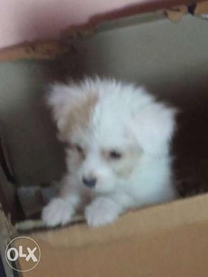 White Short Coated Puppy In Box