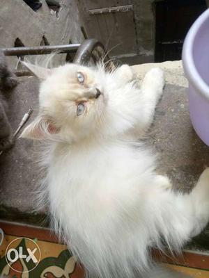 White cat for sale