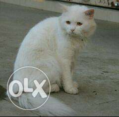 White russian male cat.