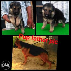 With Paper kci German shepherd puppy available