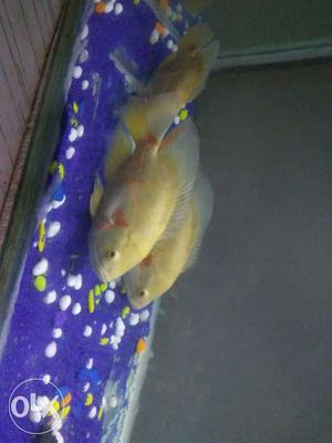 Yellow Oscar Fishes