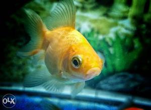 Yellow Pet Fish