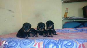 (cal meo)excellent quality rotwiller pupp n all