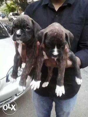:rewa:dob'lab'all Puppeis Kitten&cash On Delivery