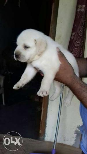 Heavy bone Labrador puppy