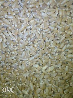 22per kg wheat for sale contact ANIL .006