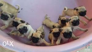 100% breed guarantee healthy active nd strong breed pug