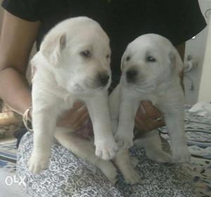 100%pure n healthy Labrador puppy's available