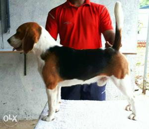 11 Months Begal male for sale