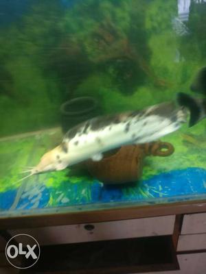 12 inch Cat fish for urgent sale.