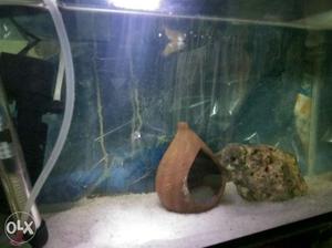 1ft full set marine tank with all accessories and