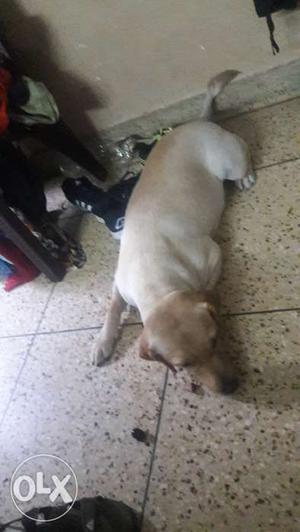 1year 3 months female labrador pure breed.loving