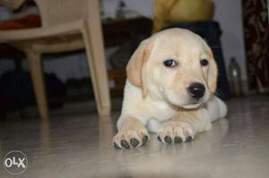 2 month female Labrador good quilty
