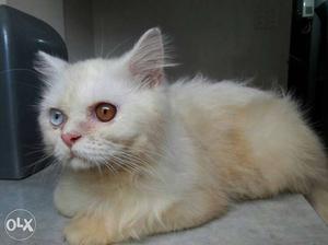 2 persian cats double eyes semi punch face cats for sell