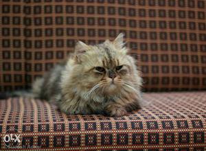 2 year Old MALE Persian Cat.