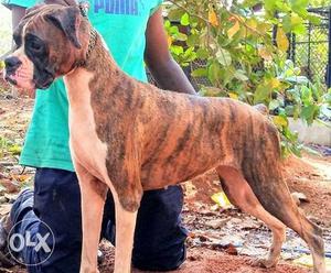 2 year old boxer female for sale