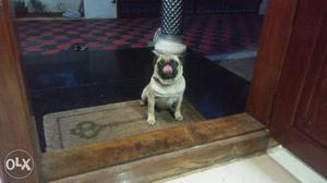 2 year old female pug for sale