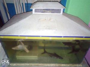 2ft aquarium with cover & all fishes