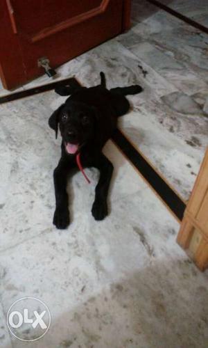 3 months black labra dog near sector-12
