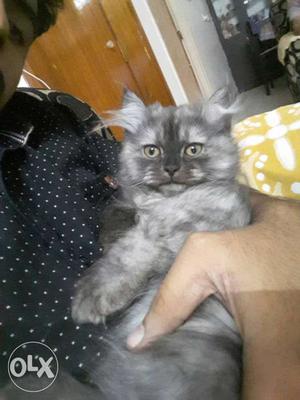 3 months grey male persian kitten available