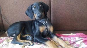 3 months old doberman male guard dog puppy for