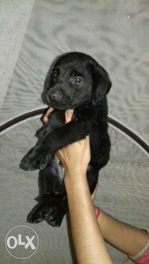 30 days old black male healthy puppy..