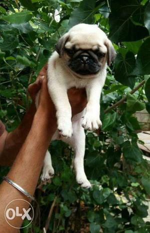 35 Days Old Pug Puppies Available