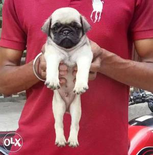 35 days old Pug available