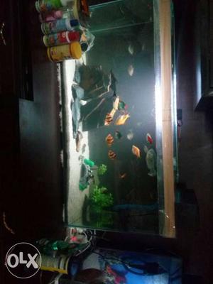 3ft fully fuctional aquarium with around 30 fishes